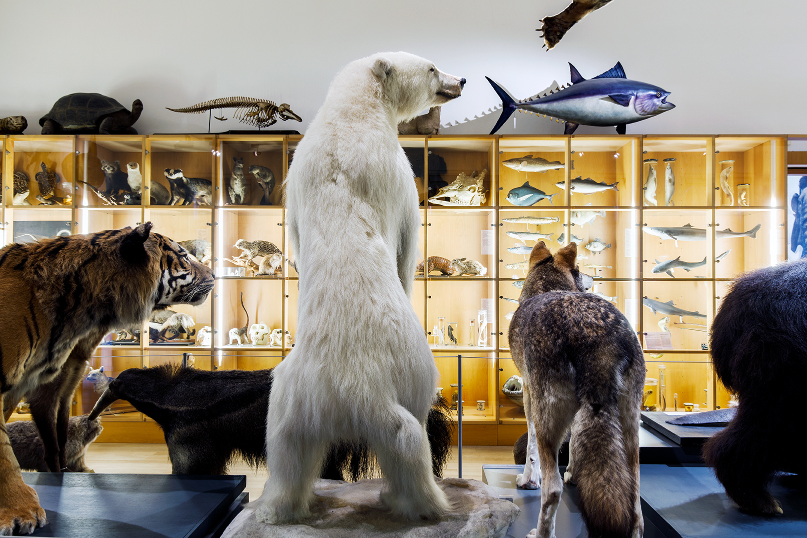 Natuurhistorisch Museum Rotterdam